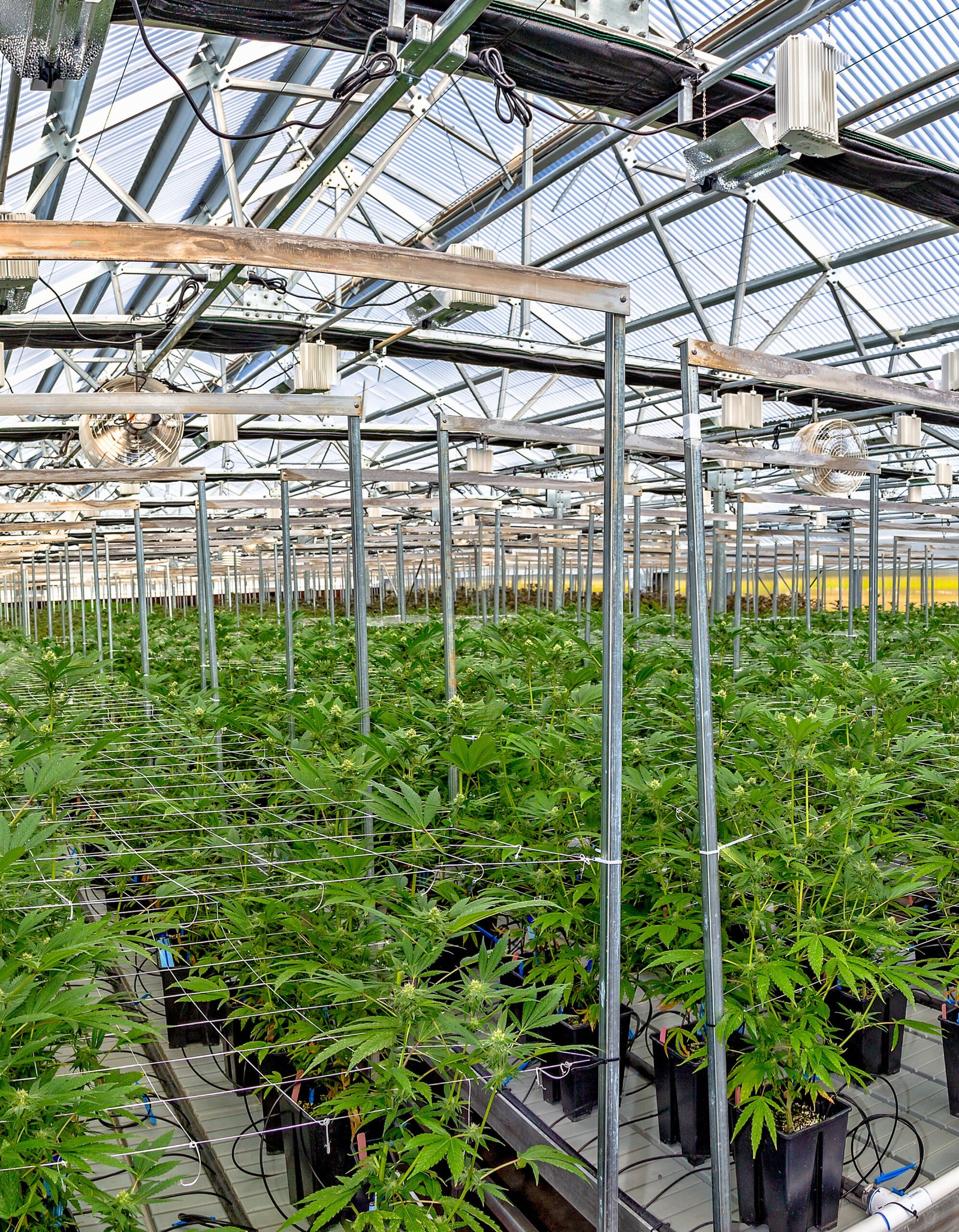 Cannabis farm and Cannabis CPA 